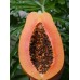 RIPE PAPAYA